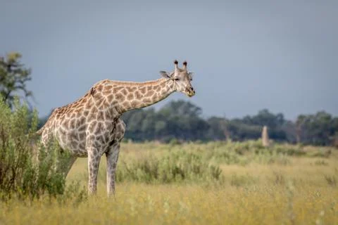 Giraffe in the grass in the Okavango delta. Stock Photos