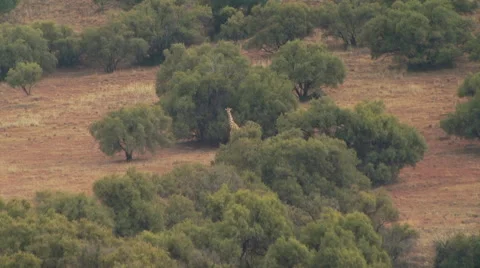 Giraffe in grassland of ranch Stock Footage 54590705