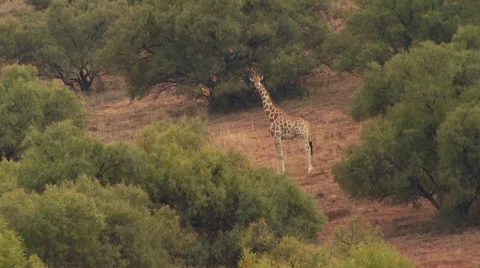 Giraffe in grassland of ranch Stock Footage 54590719