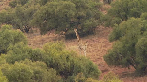 Giraffe in grassland of ranch Video stock 54590724