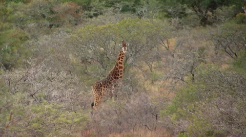 Giraffe in grassland of ranch Stock Footage 54591369