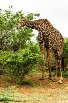 Giraffe grazing in the bush Stock Photos