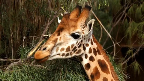 Giraffe grazing bushes from a tree close-up Video stock 72330676