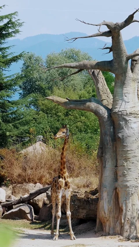 Giraffe Grazing by Enormous Dead Tree in Lush Green Safari Landscape Stock Footage 314326206