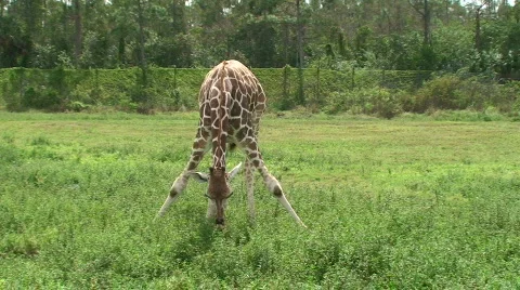 Giraffe Grazing Stock Footage 572950