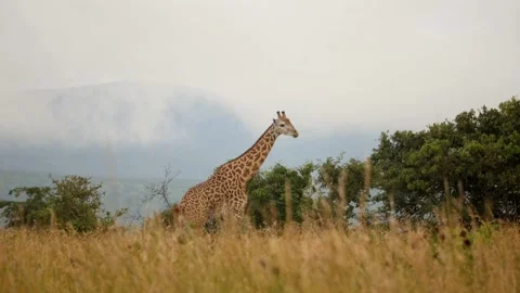 Giraffe grazing Stock Footage 232871410