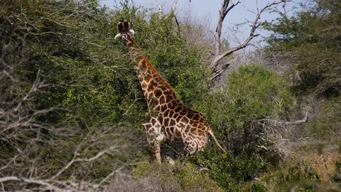 Giraffe grazing on leaves Stock Footage 88569814