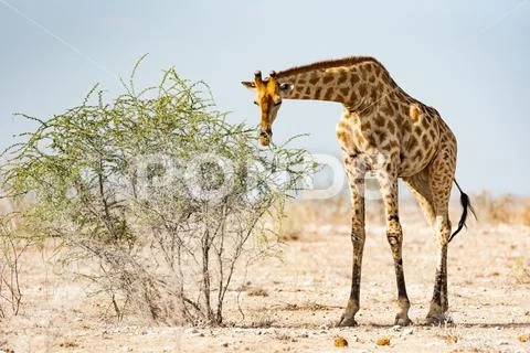 Giraffe Grazing Stock Photos