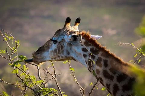 Giraffe grazing Stock Photos