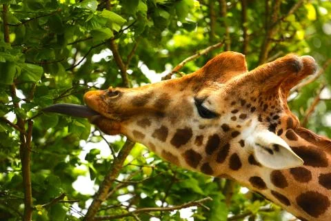 Giraffe Grazing in Trees Stock Photos