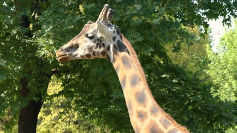 A giraffe in the green forest Vídeos de archivo 158814391