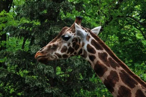 Giraffe in green forest Stock Photos