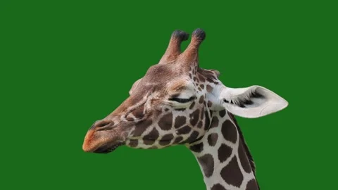 Giraffe on a green screen Stock Footage 329054223