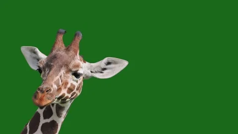 Giraffe on a green screen Stock Footage 329054239