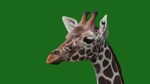 Giraffe on a green screen, slow motion Stock Footage 329054107
