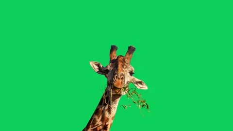 Giraffe on green srceen. Stock Footage 300422940