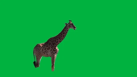 Giraffe Greenscreen 76 Stock-Footage 198652784