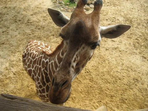 Giraffe Greetings 库存照片
