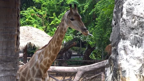 Giraffe on ground. Video stock 95804674
