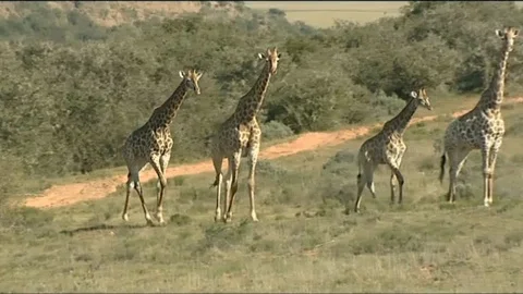 Giraffe group on the move 스톡 동영상 90372796