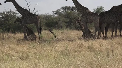 Giraffe group resting in tree shade; zoom to two calves — open savanna 스톡 동영상 319412353