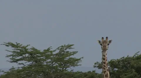 GIRAFFE HAS GOOFY LOOK 動画素材 16412264