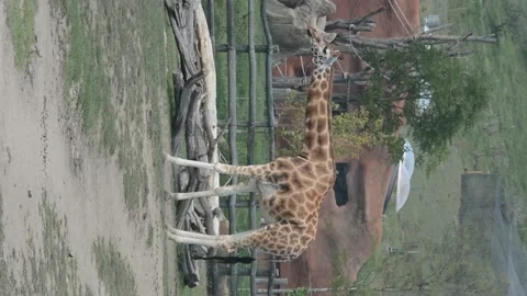 Giraffe. HD footage. Stock Footage 208424073