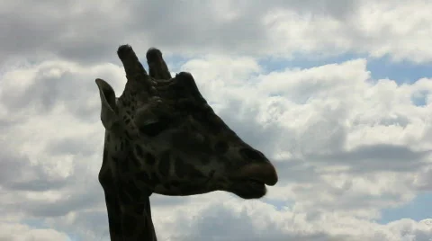 Giraffe head against clouds Video stock 861025
