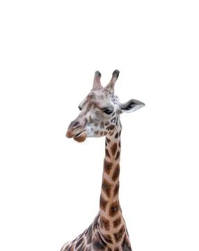 Giraffe head against a plain transparent background Stock-Fotos