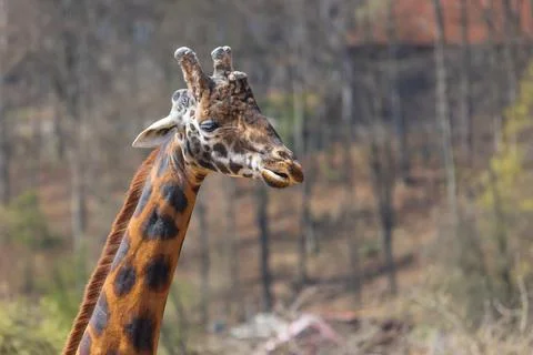 Giraffe head and neck. In the background are trees. Stock Photos