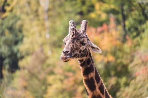 Giraffe head and neck. In the background are trees. Foto stock