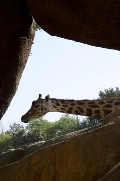 Giraffe head and neck between rocks Stock Photos