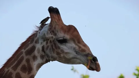  Giraffe Head and Neck Close-Up in Wild Stock Footage 328957943