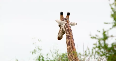 Giraffe Head and Neck Close-up Turning and Walking Away Kruger National Park Stock Footage 340397604