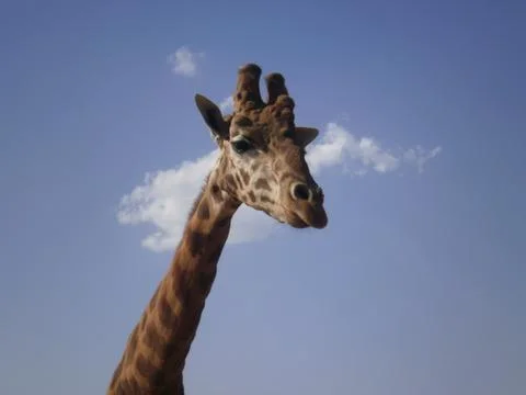 Giraffe head and neck facing right Stock Photos