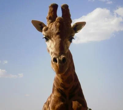 Giraffe head and neck looking into camera Stock Photos
