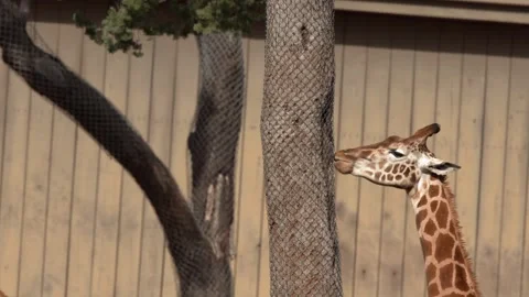Giraffe Head and Neck Moving Near Tree in Zoo Enclosure Stock Footage 345470141