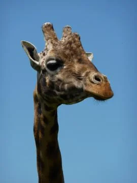 Giraffe Head And Neck Stock Photos