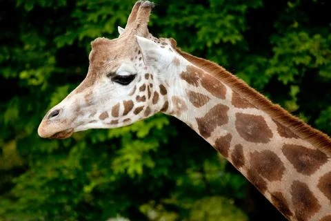 Giraffe Head and Neck Stock Photos