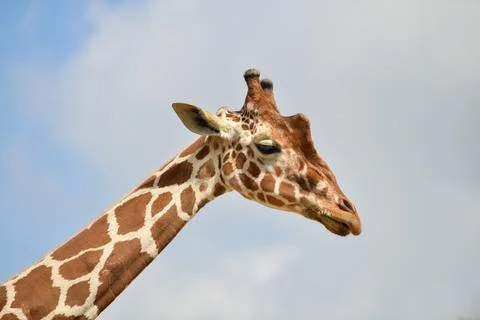 A giraffe head in a blue sky Stock Photos