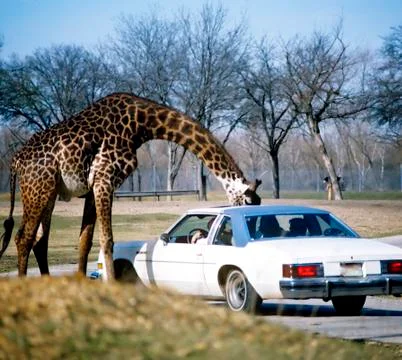 Giraffe with head in car Stock Photos