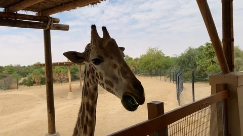 Giraffe head close-up. A beautiful and large mammal. Giraffe eating the fresh 스톡 동영상 122440887