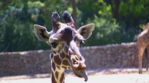Giraffe Head Close up Stock Footage 31529988
