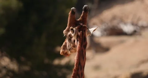 Giraffe head close up. The giraffe chewing something and turning its head, slow  Stock Footage 251726049