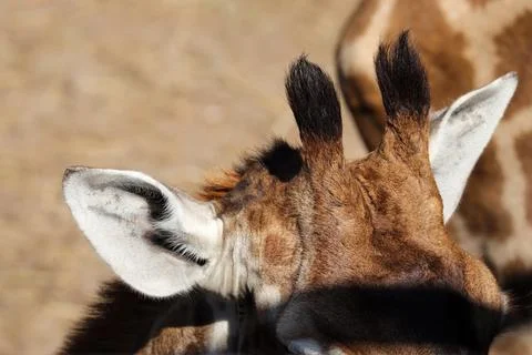 Giraffe head. close up of giraffe small horns or ossicones. Stock Photos