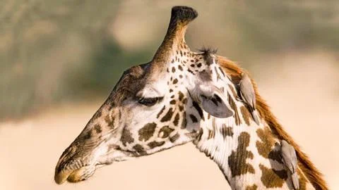 Giraffe Head Close-Up Looking Sideways Stock Photos