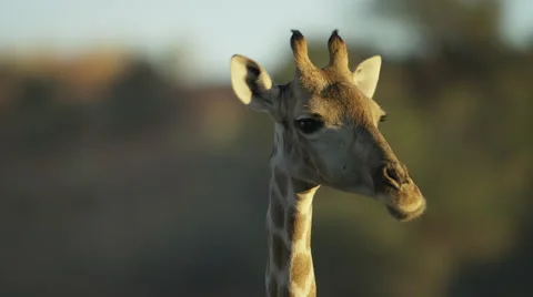 Giraffe - head, close shot, chewing. Africa animal eat 4K uhd nature ultrahd Stock Footage 54687657