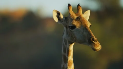 Giraffe - head, close shot, chewing. Africa animal eat 4K uhd nature ultrahd Stock Footage 111342916