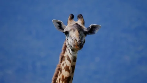 Giraffe head closeup Stock Footage 88565482