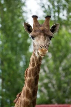 Giraffe head closeup Stock Photos